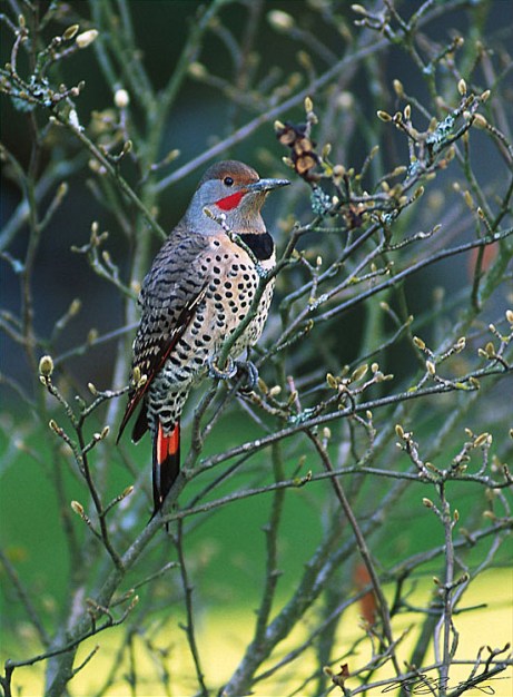 NorthernFlicker.