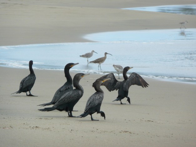 Cormorants