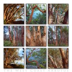 arbutus2