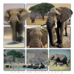 elephants2