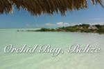 orchidbay-036b